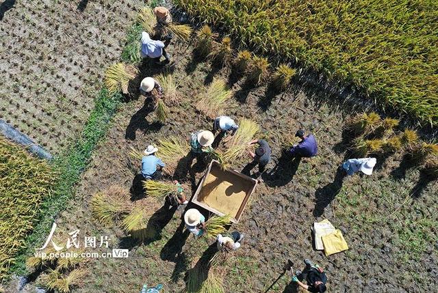 甘肃陇南:水稻丰收