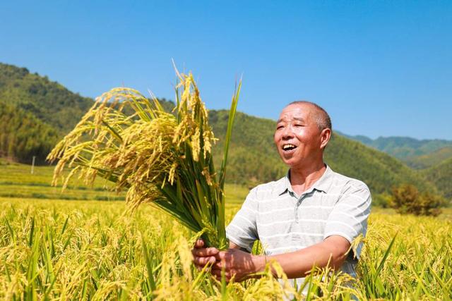 福建建宁:烟后杂交水稻制种喜获丰收