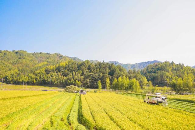 福建建宁:烟后杂交水稻制种喜获丰收