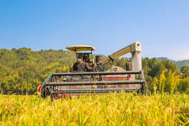 福建建宁:烟后杂交水稻制种喜获丰收