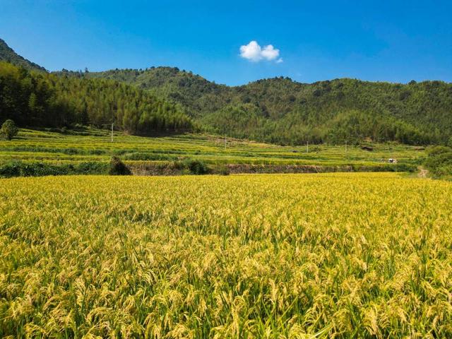 福建建宁:烟后杂交水稻制种喜获丰收