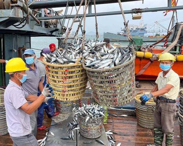 福建东山:唱响山海丰收曲 描绘秋日好“丰”景
