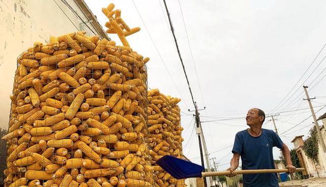 河北泊头:汗水洒田间 辛勤耕耘迎丰收
