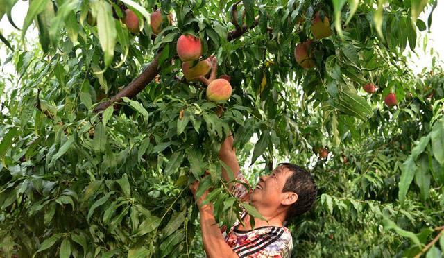 河北泊头:汗水洒田间 辛勤耕耘迎丰收