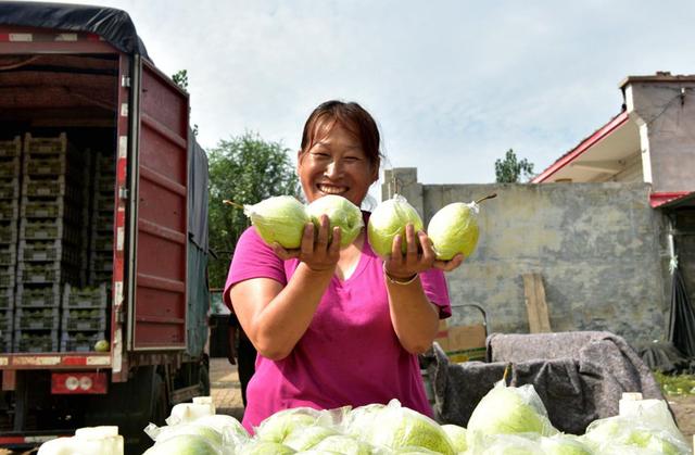 河北泊头:汗水洒田间 辛勤耕耘迎丰收