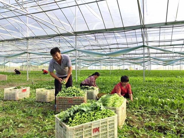 江西安远:“绿色通道”让蔬菜抢“鲜”上市