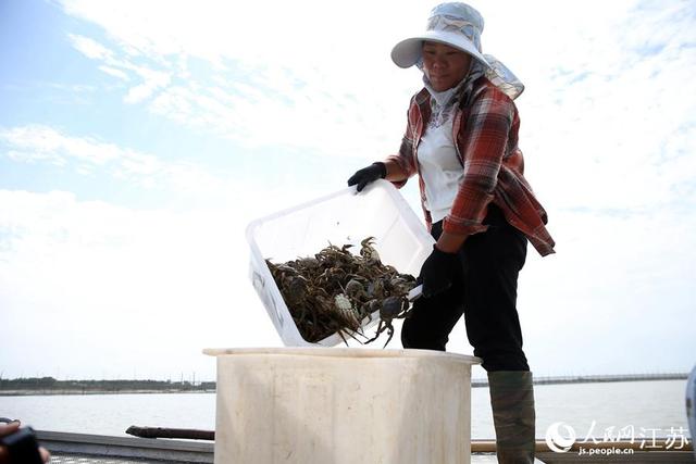 江苏淮安:洪泽湖大闸蟹正式开捕