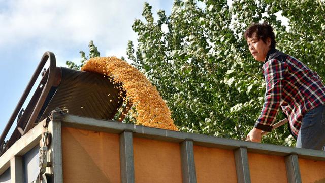 河北泊头:汗水洒田间 辛勤耕耘迎丰收