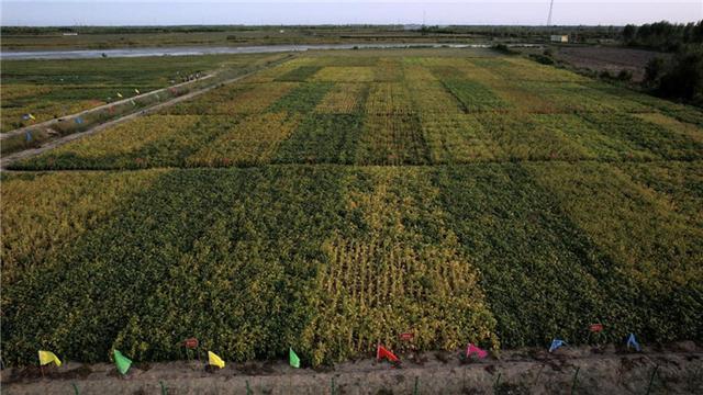 第五届中国大豆高峰论坛暨盐碱地大豆种业现场会成功举办播