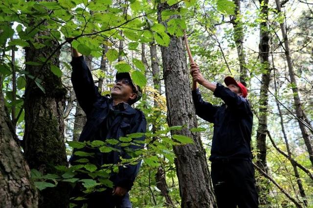 宁夏六盘山国家级自然保护区：筑牢西北生态安全屏障