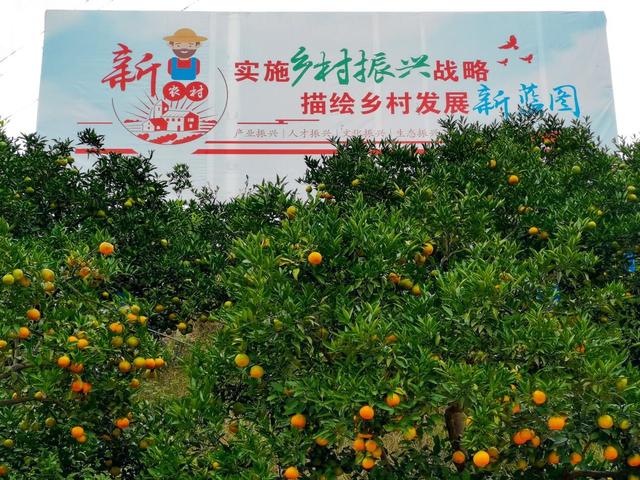 川南橘海丰收忙