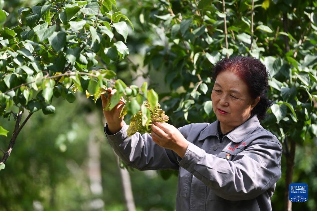 张锦梅：让绿色成为高原最美底色