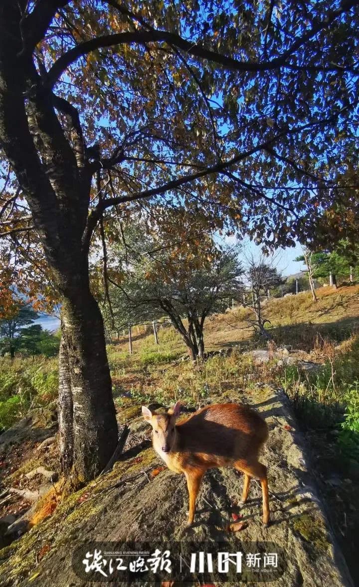 治愈！杭州“鹿爸爸”与小黄麂同框，视频冲上热搜