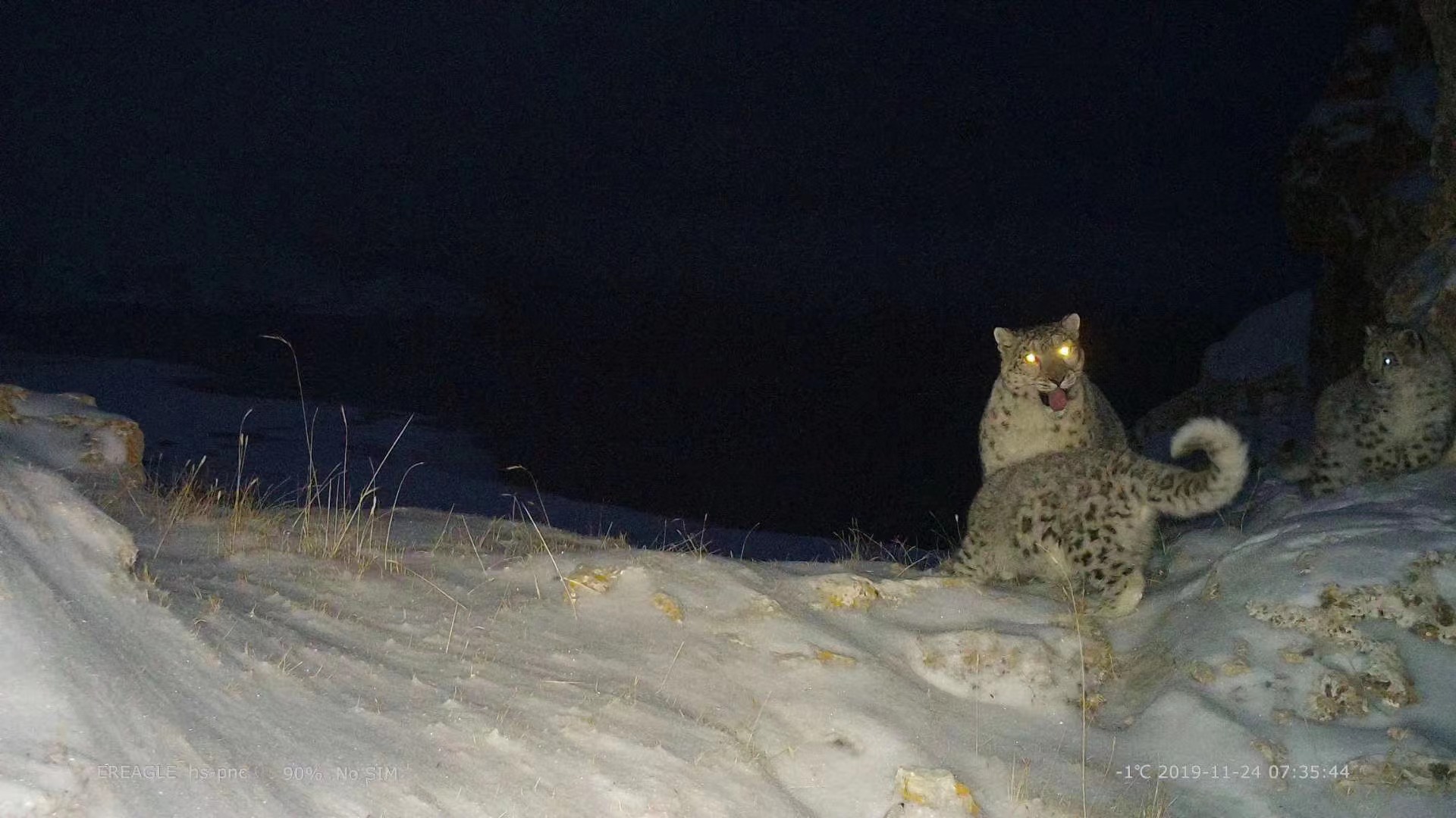 寻豹人阿旺久美：在雪山中 守护“世界屋脊上的大猫”