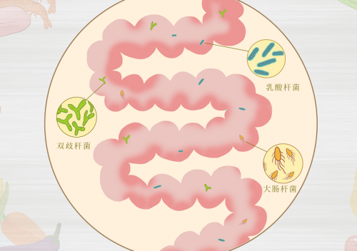 守护女性私处健康，从益生菌开始-羿博士