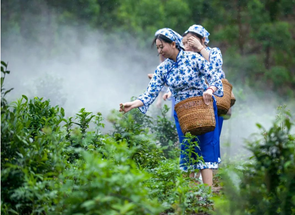 六堡茶的“耕读传家”