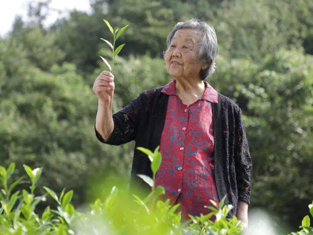 茶奶奶”走了，她曾把“一片叶”变成“十二亿”茶产业
