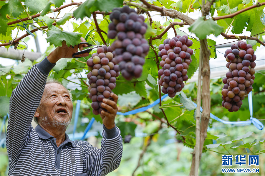 安徽歙县：初秋葡萄喜丰收